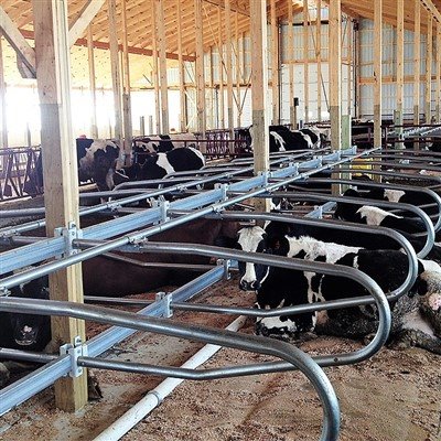 Economische voordelen van ligboxen voor koeien: verbetering van de productiep...