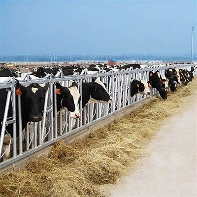 Gratis stallen voor melkkoeien
